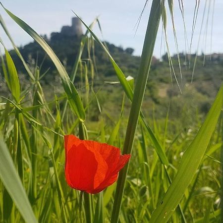 La Casina Di Nonna Giulia Apartment Castiglione d'Orcia Bagian luar foto