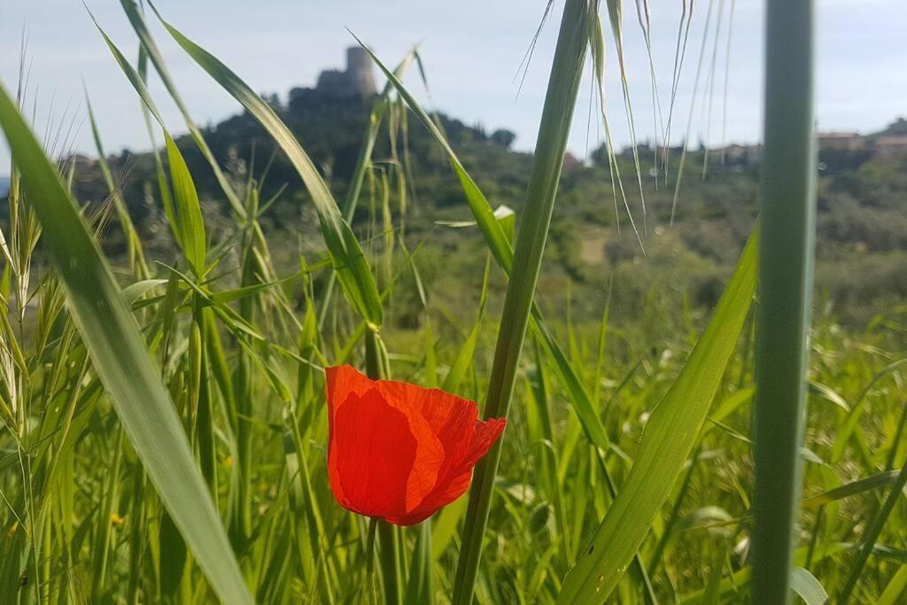 La Casina Di Nonna Giulia Apartment Castiglione d'Orcia Bagian luar foto